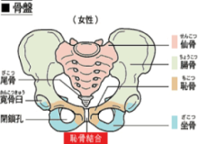 恥骨痛