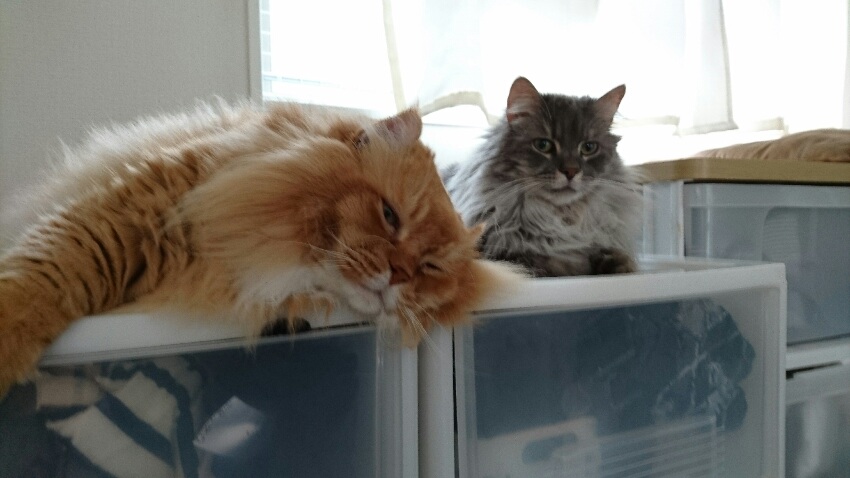 我が家の猫・ろく・むぎ