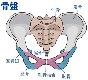 この画像には alt 属性が指定されておらず、ファイル名は bikotsu-8-300x273.jpg です