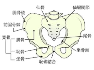 しっぽが痛いのはなぜ？｜座ると尾てい骨や坐骨が痛い原因と改善方法 - 志木市の整体イーバランス整体院