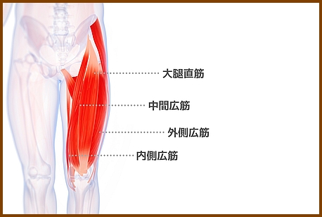 膝の痛みは大腿四頭筋