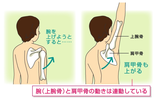 肩関節と肩甲骨のローテーター・カフ（回旋筋腱板）を詳しく解説 ｜ 志木駅近くの整体、産後の骨盤矯正ならイーバランス整体院