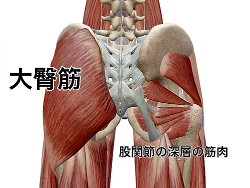大臀筋の位置
