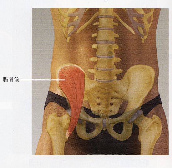 腸腰筋の位置