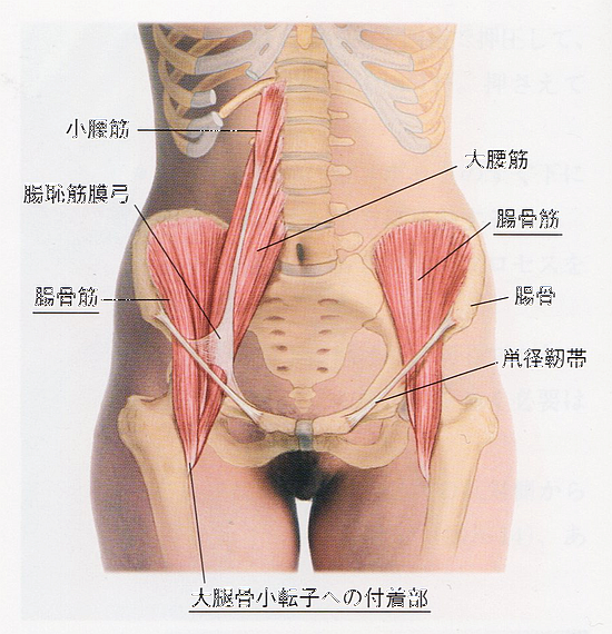 腰の筋肉 腸骨筋の機能的解剖や作用と腸骨筋の触診方法とは 志木駅 志木イーバランス整体院