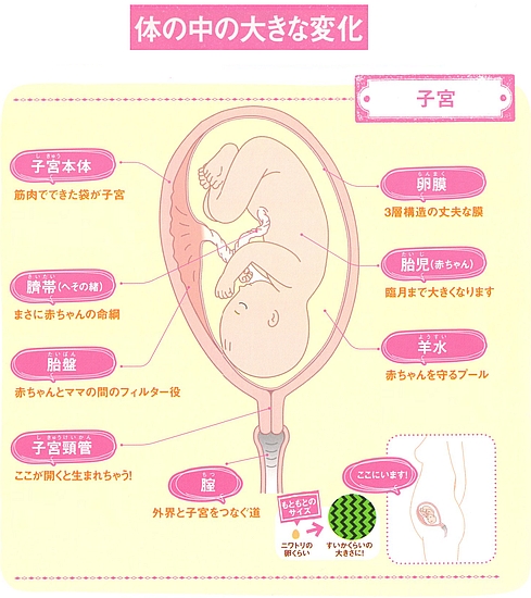 妊娠中の子宮の変化