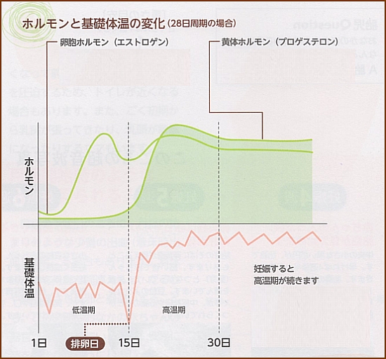 ホルモンと基礎体温の変化(28日周期の場合)