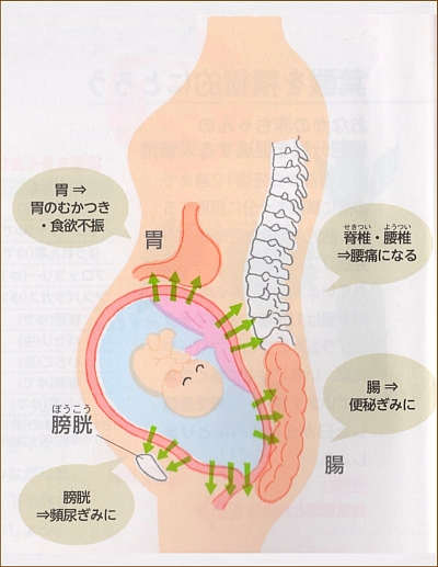 子宮が大きくなると臓器や腰骨を圧迫します