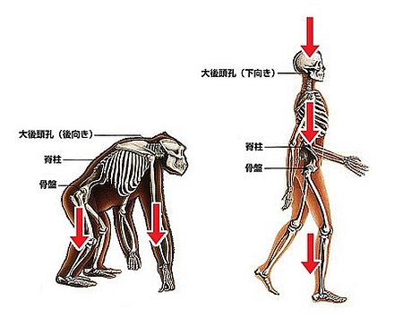 腰痛1-2