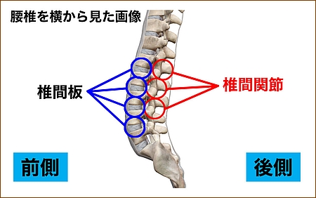椎骨の構造