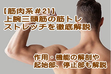 上腕三頭筋を鍛える筋トレ、ストレッチ、作用や機能、起始・停止を紹介