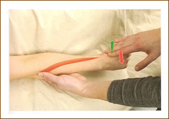 長橈側手根伸筋の触診方法