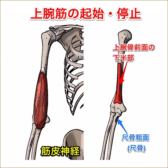 腕筋の位置と起始部と停止部