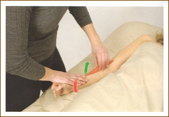 腕橈骨筋の触診方法