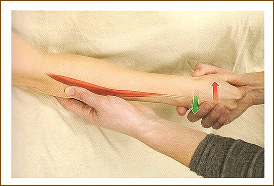 尺側手根伸筋の触診方法