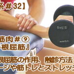 【橈側手根屈筋】鍛える筋トレ・ストレッチ｜触診やマッサージ、役割,機能,起始・停止