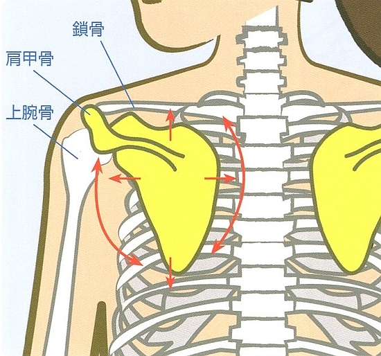 肩甲骨の動きの作用は６種類