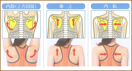 肩甲骨の動きの作用は６種類1