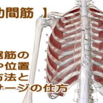 外肋間筋の機能