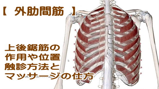 外肋間筋の機能