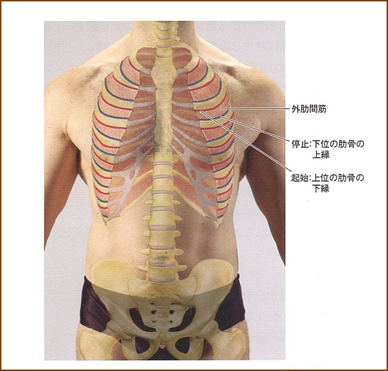 外肋間筋の位置や起始部停止部