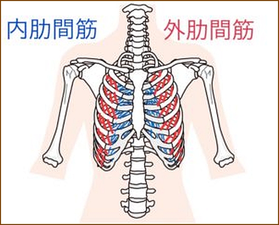 外肋間筋の概要