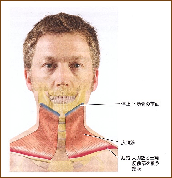 広頚筋の位置と起始部・停止部