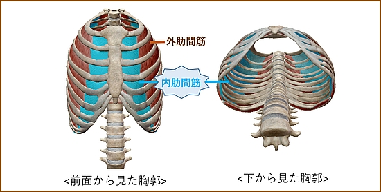 内肋間筋の概要