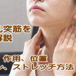 胸鎖乳突筋