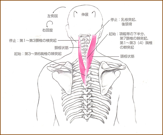 頚板状筋の位置と起始部と停止部