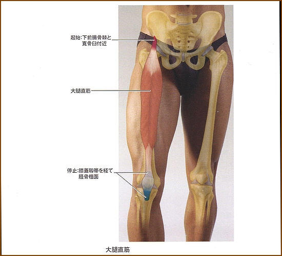 大腿直筋の位置と起始部、停止部