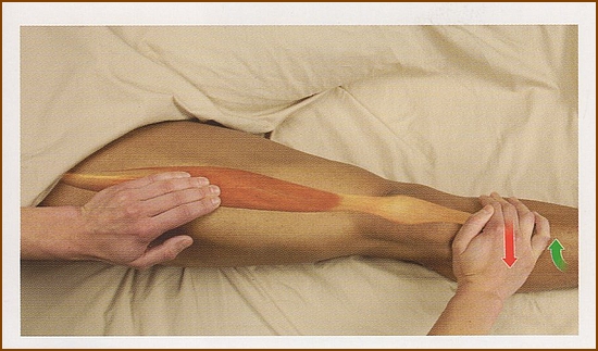 大腿直筋の触診方法