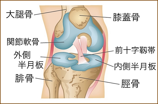 膝関節の概要