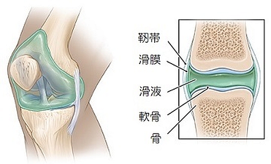 膝関節の滑液包