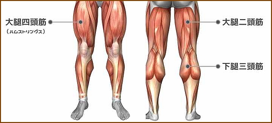膝関節周りの筋肉