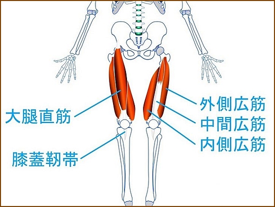 中間広筋の解剖