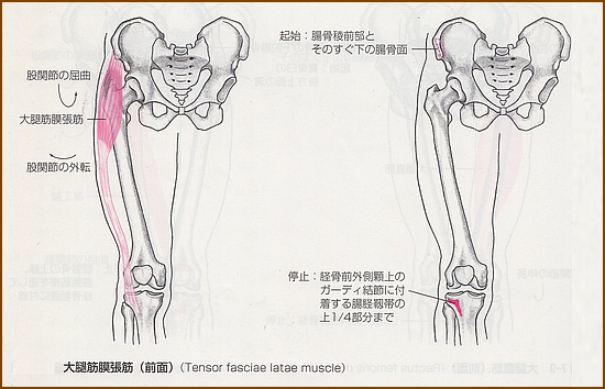 大腿筋膜張筋・腸脛靭帯の位置