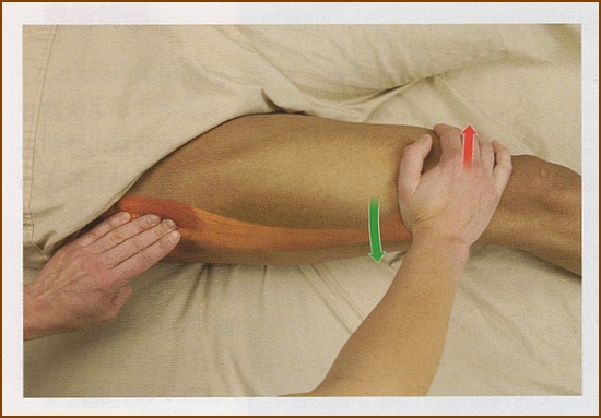 大腿筋膜張筋の触診方法