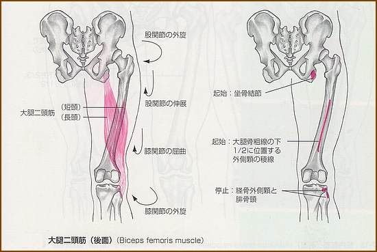 大腿二頭筋の起始部・停止部