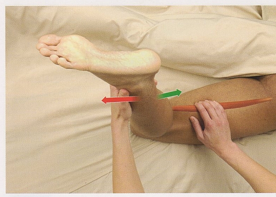 半腱様筋の触診方法