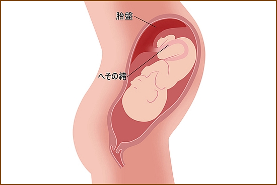 出産後の胎盤