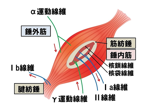 筋紡錘の伝達