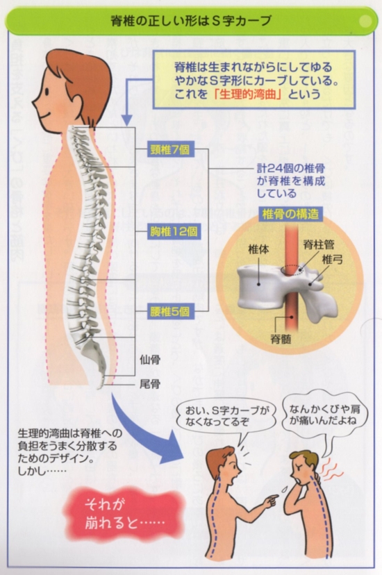 脊柱の正しい形はS字カーブ。脊椎は生まれながらにして緩やかなS字カーブをしています 。これを生理的湾曲と言います。頸椎7個、胸椎12個、腰椎5個、仙骨、尾骨の計24個の椎骨が脊髄を構成している。椎骨の構造は椎体、脊柱管、椎弓、脊髄で構成されています。生理的湾曲は脊髄への負担をうまく分散するためのデザインです。しかし、それが崩れると首や肩や背中や肩甲骨のコリや痛みにつながります。