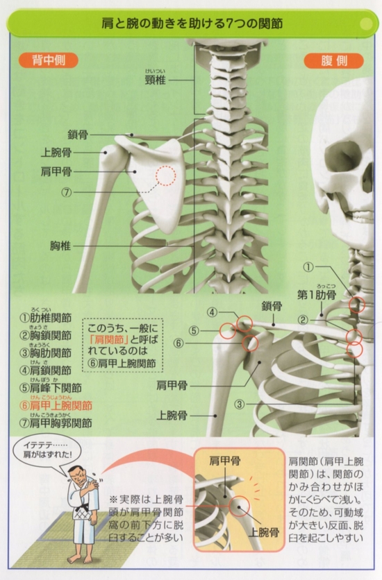 肩と腕の動きを助ける7つの関節は・肋椎関節・胸鎖関節・胸肋関節・肩鎖関節・肩峰関節 ・肩甲上腕関節・肩甲胸郭関節で肩関節の動きを助けています。肩関節（肩甲上腕関節）は関節のかみ合わせが他に比べて浅いです。そのため、可動域が大きい反面、脱臼を起こしやすいです。