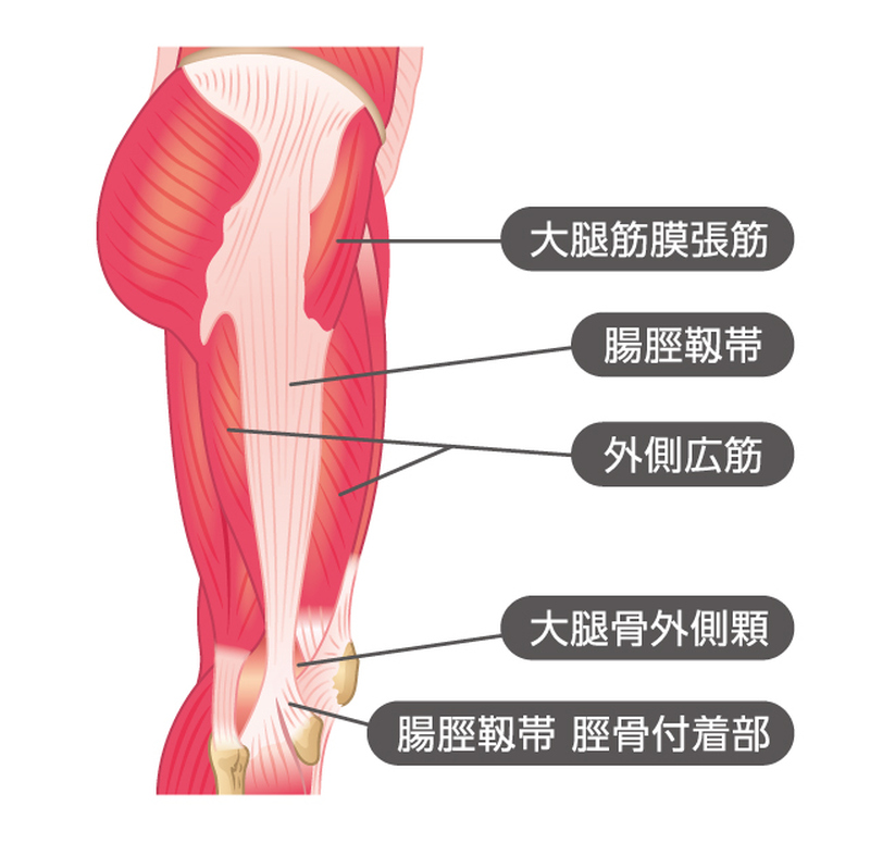 大腿筋膜張筋と外側広筋