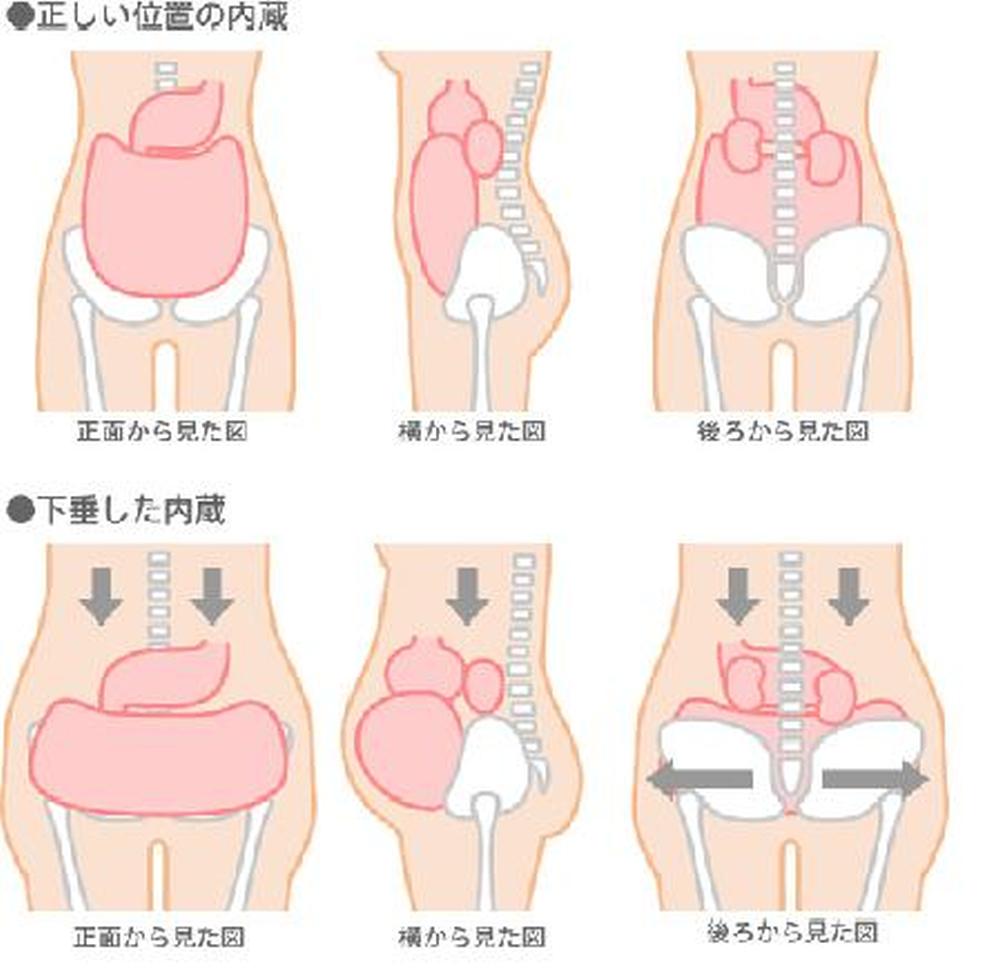 妊娠中の骨盤の動き