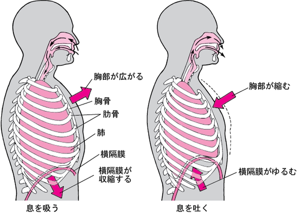 胸郭の動き