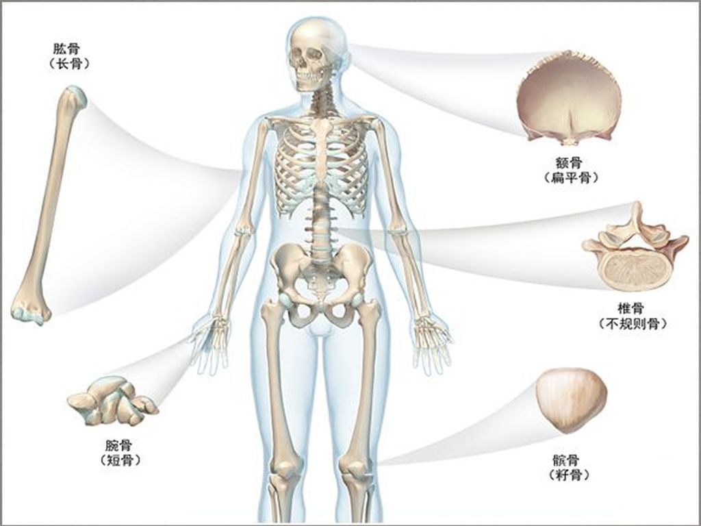 骨学总论和椎骨 - 哔哩哔哩