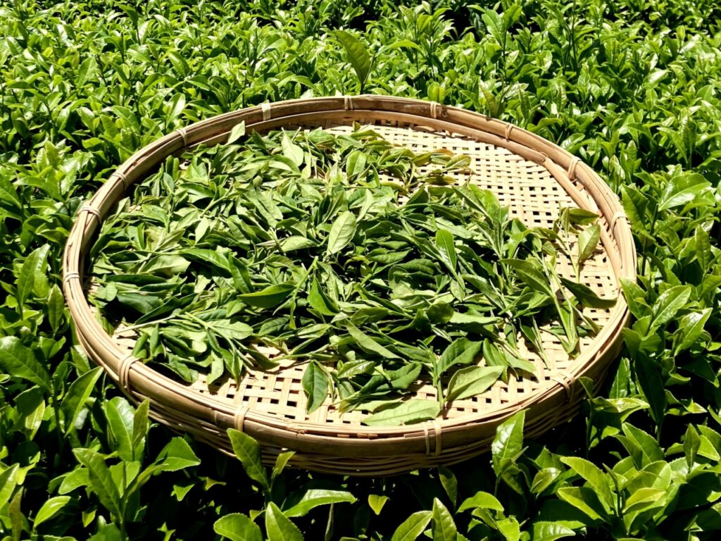 緑茶の葉
