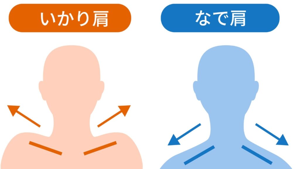 肩の形の違い